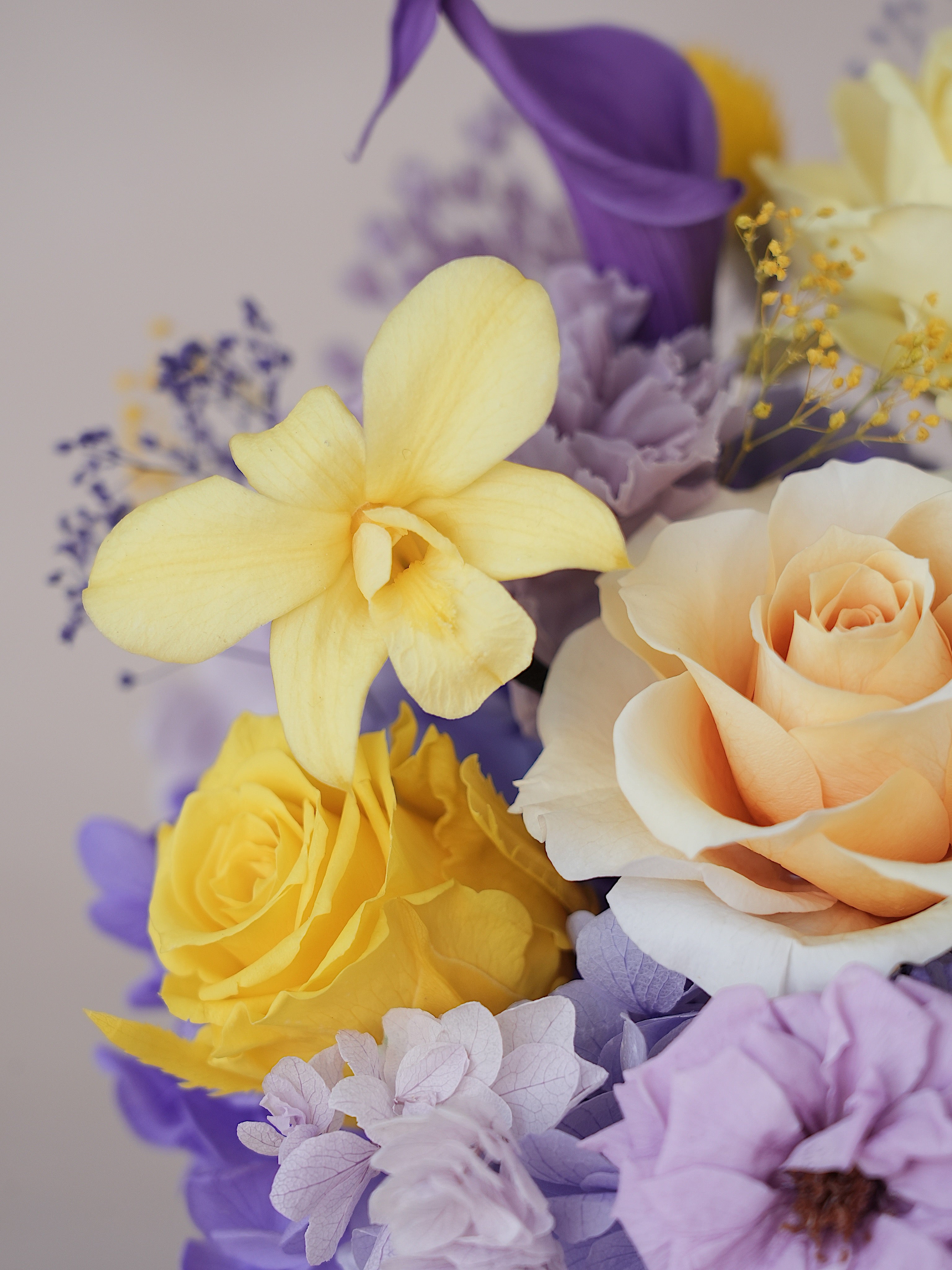 Signature JP100 — Miyabi Embrace Collection