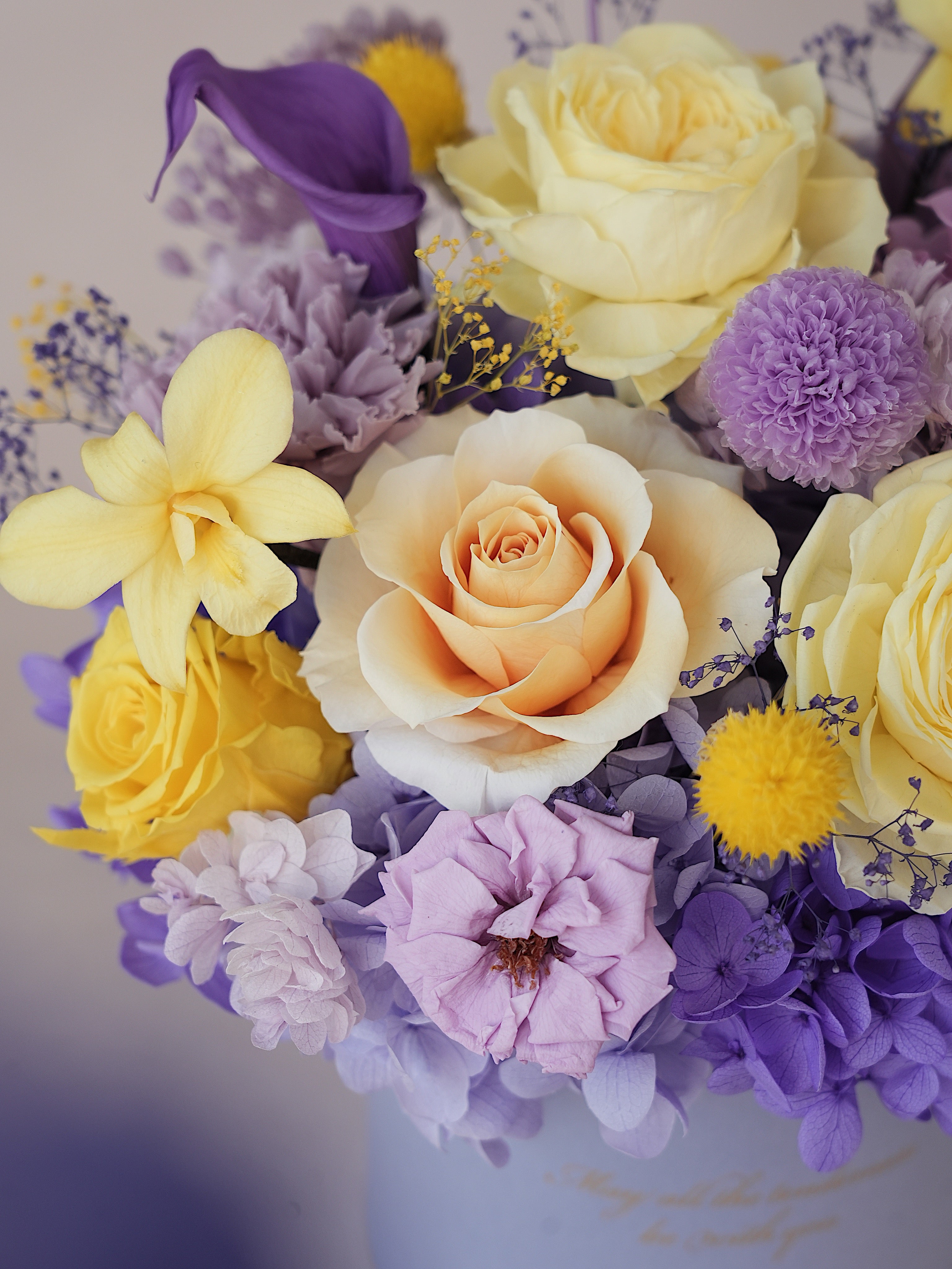 Signature JP100 — Miyabi Embrace Collection